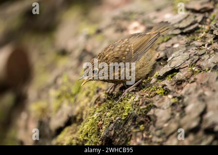 Robin Baby twittert auf einem Baumstamm, aus der Nähe, in einem Wald, in Schottland Stockfoto