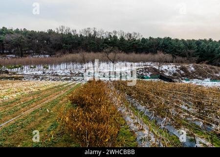 Winterszene mit Ackerland mit Reihen bearbeiteter Flächen, die zu einem kleinen Aprikosengarten mit blattlosen Bäumen führen, der auf schneebedeckten Flächen wächst Stockfoto