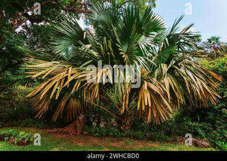 Mahe Nationalpark. Lodoicea, auch bekannt als Coco de Mer oder Doppelcoconut. Sie ist endemisch auf den Seychellen. Stockfoto