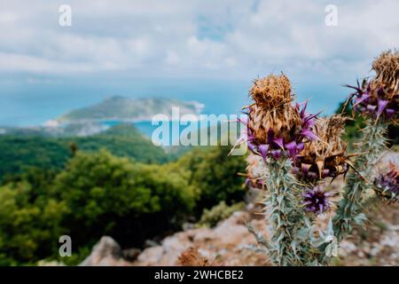 Thistle Pflanze Blume auf verschwommenem felsigem Hintergrund auf Kefalonia Insel, Griechenland, Europa. Stockfoto