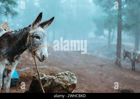 Esel steht seitlich in der Nähe des Kiefernwaldes am frühen nebligen Morgen bereit zur Arbeit. Stockfoto