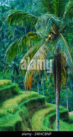 Nahaufnahme der schöne große Palme in erstaunliche Tegalalang Reis Terrasse Felder, Ubud, Bali, Indonesien. Stockfoto