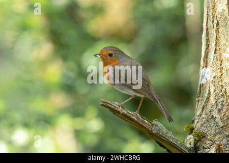 Robin, einen Wurm essen, auf einem Ast, aus der Nähe, in einem Wald, In Schottland Stockfoto