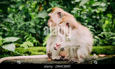 Mutter und Kind Langhwanzmakake mit Jungen auf Futter. Macaca fascicularis, im heiligen Affenwald, Ubud, Indonesien. Stockfoto