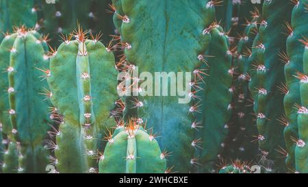 Kakteen, oben gedreht, close-up Barrel Cactus, Vintage-look Stockfoto