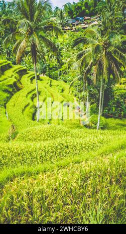 Fantastisches tegalalang Reisterrasse Feld mit wunderschönen Palmen, die in Kaskade wachsen, Ubud, Bali, Indonesien. Stockfoto