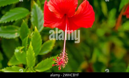 Große rote Hibiskusblüte auf dem Hintergrund der grünen Blätter. Stockfoto