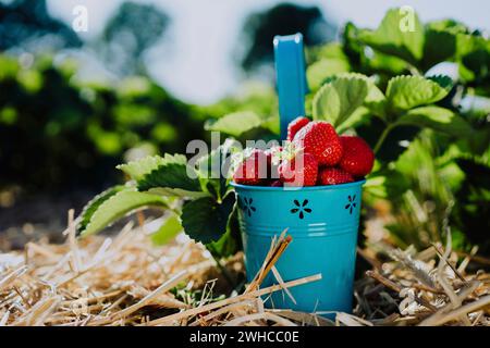 Frisch gepflückte, köstliche Erdbeeren in einem blauen metalleimer in der Nähe von grünem Laub. Stockfoto