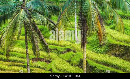 Nahaufnahme der schöne große Palme in erstaunliche Tegalalang Reis Terrasse Felder, Ubud, Bali, Indonesien. Stockfoto