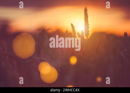 Silhouette von Ähren und Rasen Stroh im Abendlicht. Natürliches Licht wieder leuchten. Schöne Sonne flares Bokeh im Vordergrund. Stockfoto