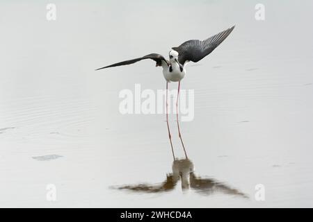 Die weiße Stelze (Himantopus melanurus), in Brasilien als pernilongo-de-costas-brancas ou pernilongo-de-dorso-branco bekannt. Cabo Frio, Bundesstaat Rio de Janeiro, Brasilien. Stockfoto