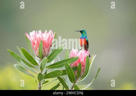 Afrika, Garden Route, Greater Doublecollared Sunbird, Nectarinia afra, Südafrika, Westkap Provinz, Busch, Sugarbush Protea, Protea repens, Blume Stockfoto