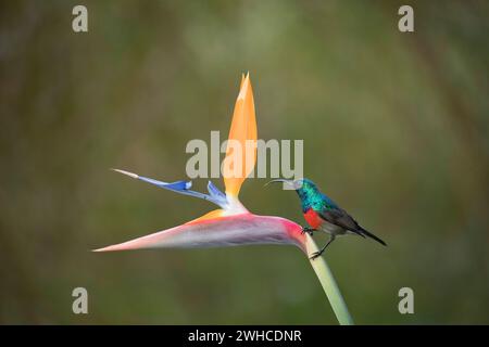 Afrika, Garden Route, Greater Doublecollared Sunbird, Nectarinia afra, Südafrika, westliche Kap-Provinz, Busch, Kranichblume, Strelitzia reginae, Blume Stockfoto