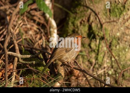 Seitenansicht eines Rotkehlchen, das im Winter auf einem Zweig in einem Wald thront Stockfoto
