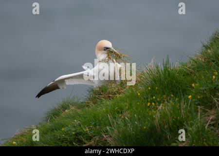 Morus bassanus, ein ausgewachsener Vogel, der Grasvegetation im Schnabel sammelt, um auf einer Klippe Nistmaterial zu sammeln, Yorkshire, England, United Stockfoto