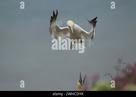 Ein erwachsener Vogel im Flug, der auf einer Klippe landet, und ein anderer Vogel warnt ihn zu verschwinden, Yorkshire, England Stockfoto