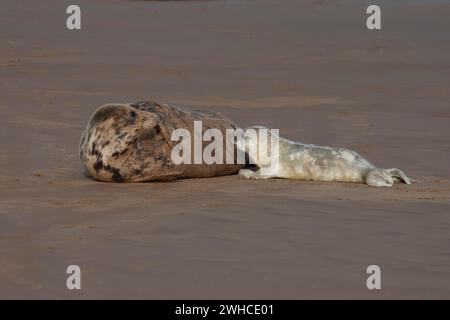 Seegraumrobbe (Halichoerus grypus), erwachsenes Muttertier, das an einem Sandstrand ein junges Jungtier füttert, England, Vereinigtes Königreich Stockfoto