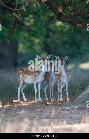 Damhirsch (Dama dama) drei Erwachsene Weibchen stehen in einem Wald, England, Großbritannien Stockfoto