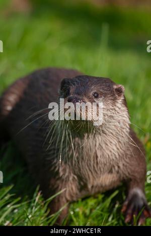 Europäischer Otter (Lutra lutra) Porträt adulter Tiere, Vereinigtes Königreich Stockfoto