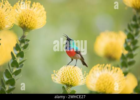 Afrika, Garden Route, Südafrika, Western Cape Province, Busch, die Natur, Fynbos, der große Doppeldecker-Sonnenvogel Stockfoto