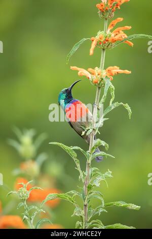 Afrika, Südafrika, Westkap-Provinz, Garden Route, Greater Doublecollared Sunbird, Nectarinia afra, Stockfoto