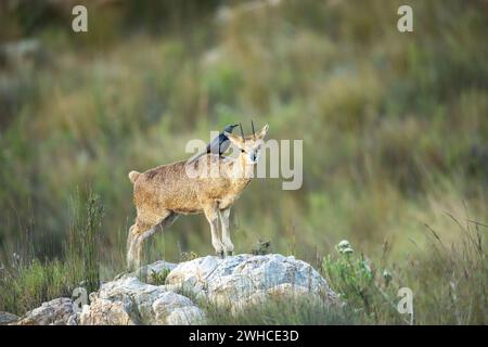 Südafrika, Provinz Westkap, Swartberg Pass, Klipspringer, Oreotragus oreotragus, Rotflügelstern, Onychognathus morio, Symbiose, Naturschutzgebiet, Stockfoto