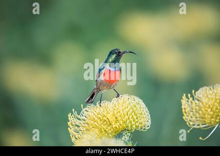 Afrika, Garden Route, Greater Doublecollared Sunbird, Nectarinia afra, Südafrika, westliche Kap-Provinz, Fynbos, Leucospermum spp., Blumen Stockfoto