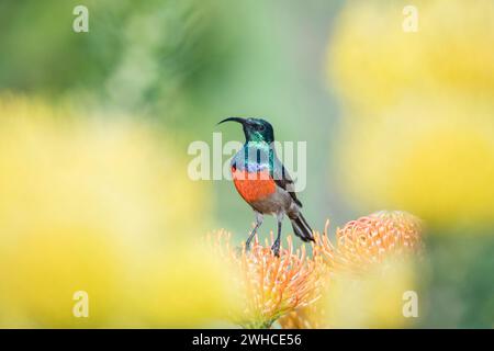 Afrika, Garden Route, Greater Doublecollared Sunbird, Nectarinia afra, männlich, Südafrika, Provinz Westkap, Fynbos, Leucospermum spp., Blumen Stockfoto