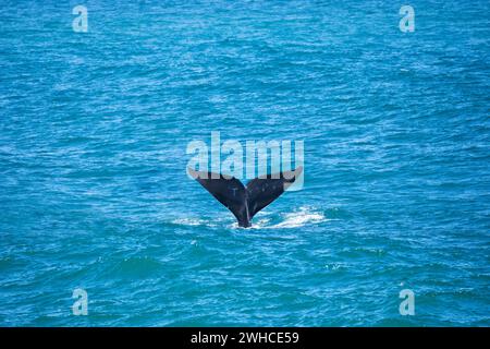 Südafrika, Westkap-Provinz, Overstrand, Südlicher Glattwal, Eubalaena australis, Ozean Stockfoto