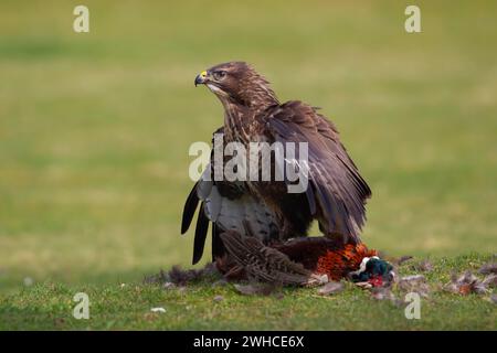 Bussard (Buteo buteo), erwachsener Vogel, der seine Beute eines toten Fasans auf einem Grasfeld umhüllt, England, Vereinigtes Königreich Stockfoto