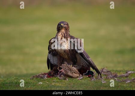 Bussard (Buteo buteo), erwachsener Vogel, der seine Beute eines toten Fasans auf einem Grasfeld umhüllt, England, Vereinigtes Königreich Stockfoto