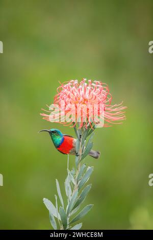 Afrika, endemisch, Garden Route, Greater Doublecollared Sunbird, Nectarinia afra, Südafrika, Westkap-Provinz, Busch, Natur, Stehen, Blumen, Wald, Fynbos Stockfoto