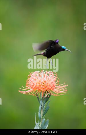 Afrika, endemisch, Garden Route, Greater Doublecollared Sunbird, Nectarinia afra, Südafrika, Westkap-Provinz, Busch, Natur, Stehen, Blumen, Wald, Fynbos Stockfoto