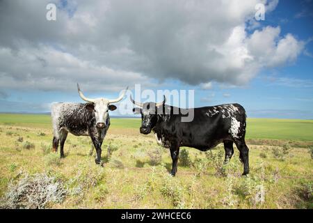 Nguni, Südafrika, Westkap-Provinz, Overstrand, Kuh, Rinder, Haustiere, Landwirtschaft, Bauernhof, Rinderrasse, die im südlichen Afrika heimisch ist Stockfoto