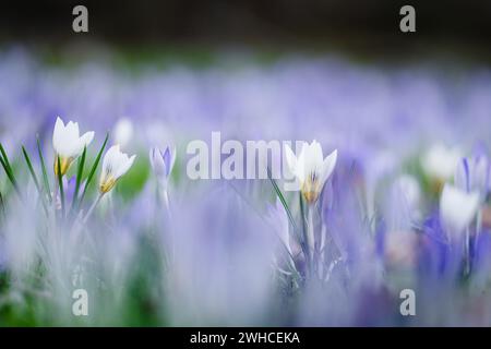 Violette und weiße Krokusse mit offenen Blumen im März, Erdgeschossperspektive Stockfoto