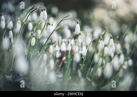 Im Frühling blühende Schneeglöckchen, bodennahe Perspektive, leuchtende Farben Stockfoto