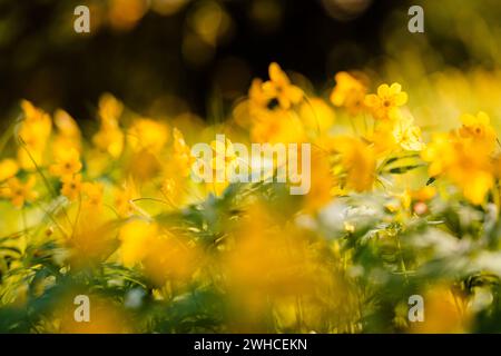 Holzanemone (Anemone) mit gelben Blüten im Frühjahr, bodennahe Perspektive, selektiver Fokus Stockfoto