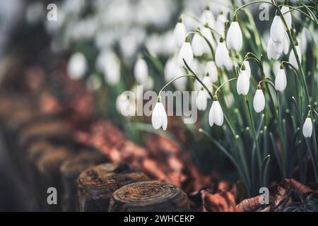 Blühende Schneeglöckchen in einem Blumenbeet im Frühling, aus Bodennähe, leuchtende Farben Stockfoto