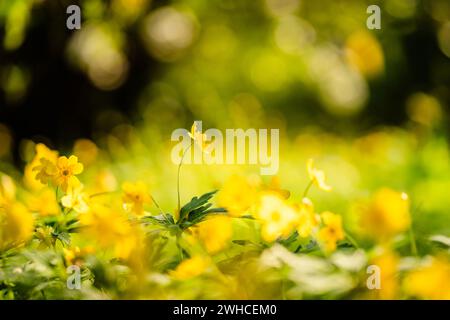 Holzanemone (Anemone) mit gelben Blüten im Frühjahr, bodennahe Perspektive, selektiver Fokus Stockfoto