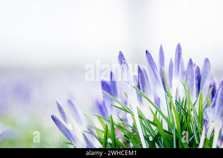 Lila Krokusse mit noch geschlossenen Blüten im März, Perspektive nahe am Boden, helle Farben Stockfoto