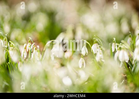 Abstrakte Aufnahme blühender Schneetropfen im Sonnenlicht, helle Farben, Perspektive vom Boden Stockfoto