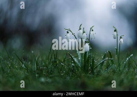 Blühende Schneeglöckchen im Regen, Regentropfen auf den Blumen, Perspektive nahe am Boden, dunkle Farben Stockfoto