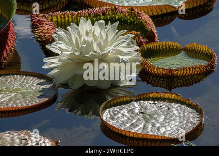 Victoria amazonica, in Brasilien als vitoria-regia bekannt, die zweitgrößte Seerose der Welt. Amazonas Regenwald, Brasilien. Stockfoto