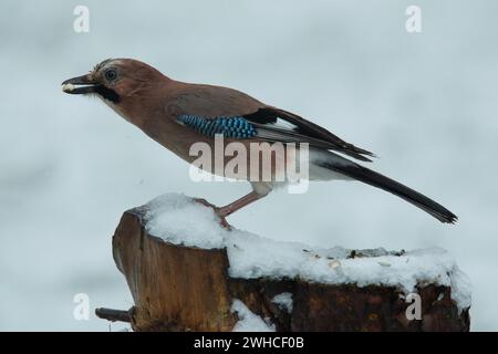 Eurasischer Jay mit Nuss im Schnabel, der auf Baumstamm steht und nach links schaut Stockfoto