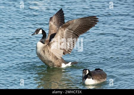 Kanadische Gänse zwei Vögel mit offenen Flügeln, die links nebeneinander im Wasser schwimmen Stockfoto