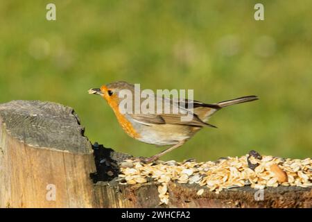 Robin mit Essen im Schnabel, der auf Baumstumpf sitzt und nach links schaut Stockfoto