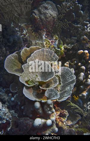 Kleine Polypen Steinkorallen (Montipora mactanensis), Wakatobi Dive Resort, Sulawesi, Indonesien Stockfoto