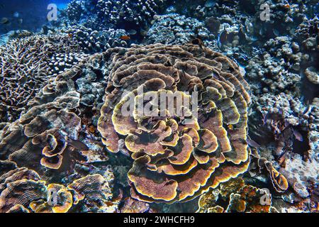 Kleine Polypen Steinkorallen (Montipora florida), Wakatobi Dive Resort, Sulawesi, Indonesien Stockfoto