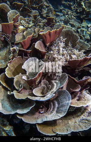 Kleine Polypen Steinkorallen (Montipora mactanensis) und Weichkorallen, Wakatobi Dive Resort, Sulawesi, Indonesien Stockfoto