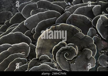 Kleine Polypen Steinkorallen (Montipora mactanensis), Wakatobi Dive Resort, Sulawesi, Indonesien Stockfoto